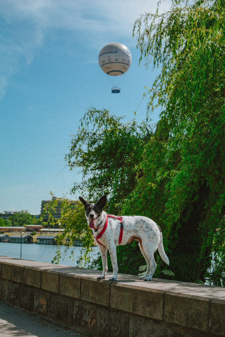 Krakow Dog Guide